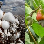 Cottoncashew