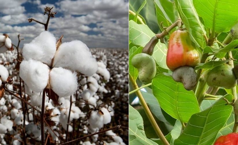 Cottoncashew