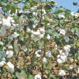 Cottonfile