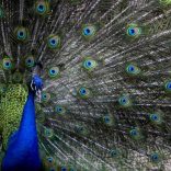 Peacocks