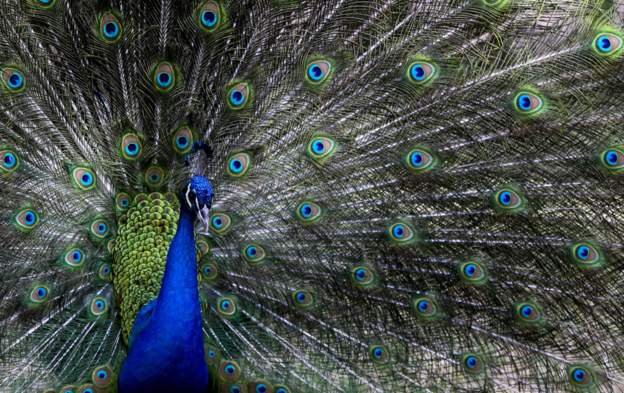Peacocks