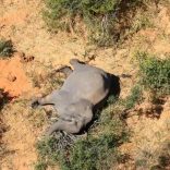 Elephantsokavangod