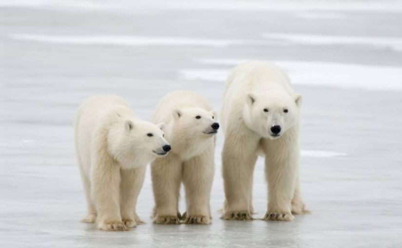 Polarbears
