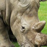 Rhinoapa