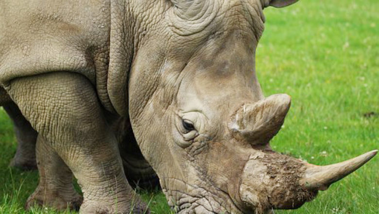 Rhinoapa
