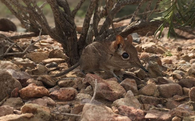 Wildlifec