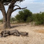 Dead-elephant-I