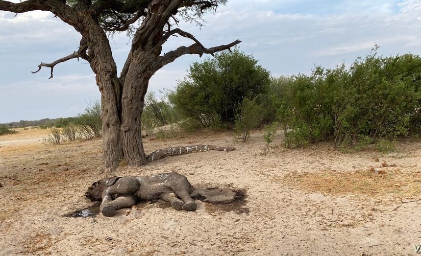 Dead-elephant-I