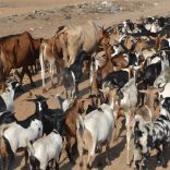 Cattle.fmd_.not_