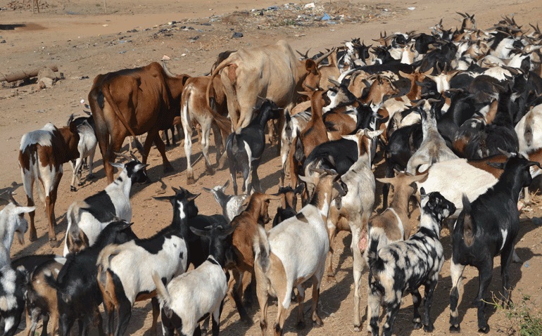 Cattle.fmd_.not_