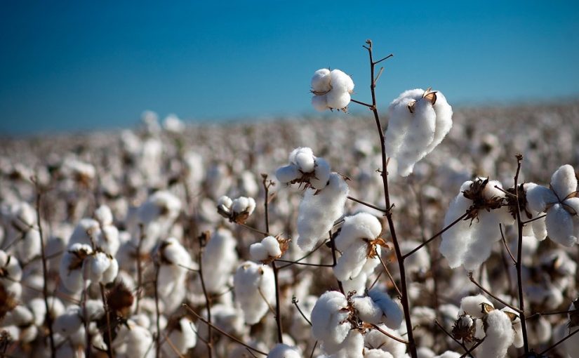 Mozambique: New technologies boost cotton production at the JFS Group ...