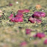 Rubies.bloomberg-1