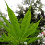 Cannabisf