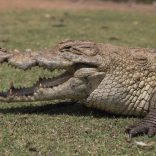 Crocattack.file_.lusa_