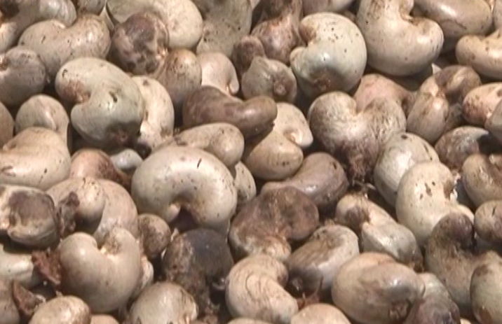 Cashewtvm