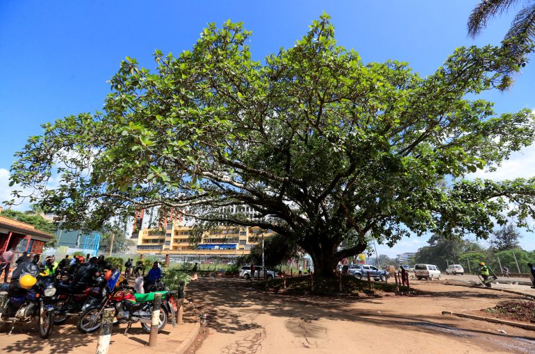 Figtree