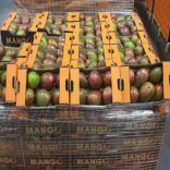 Mangoes.not_