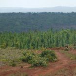 Pinetreestniassa.file_.dw_