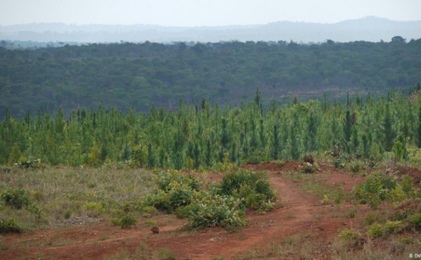 Pinetreestniassa.file_.dw_