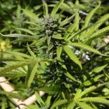 Cannabiscnn