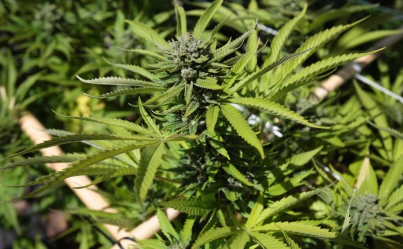 Cannabiscnn
