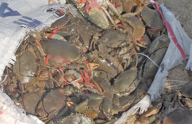 Crab.not_