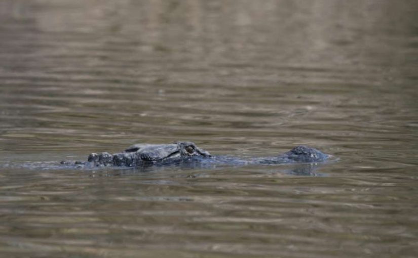 Crocodile3