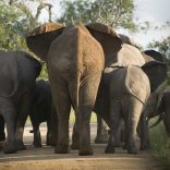 Elephantsfile.rm_