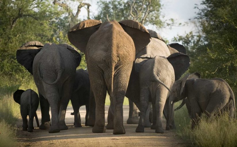 Elephantsfile.rm_