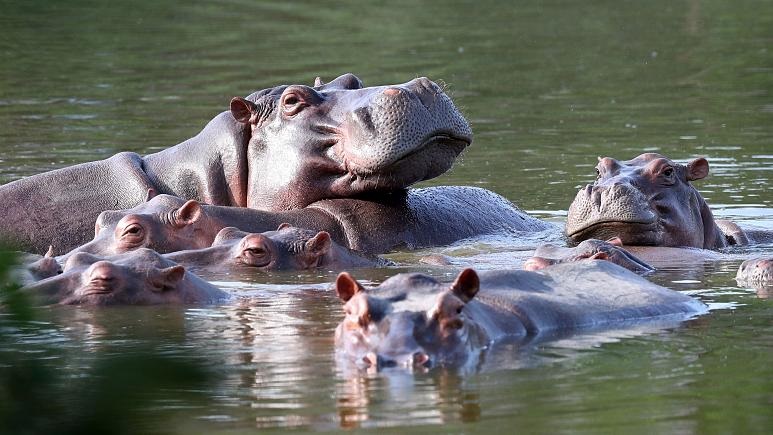 Colhippos