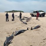 Dolphins.bazaruto.anac_
