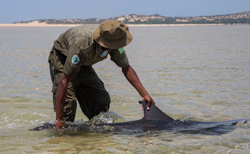 Dolphinsbazarutoarchipelagonationalpar