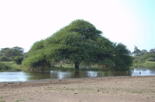 Wetlands.n.ikweli