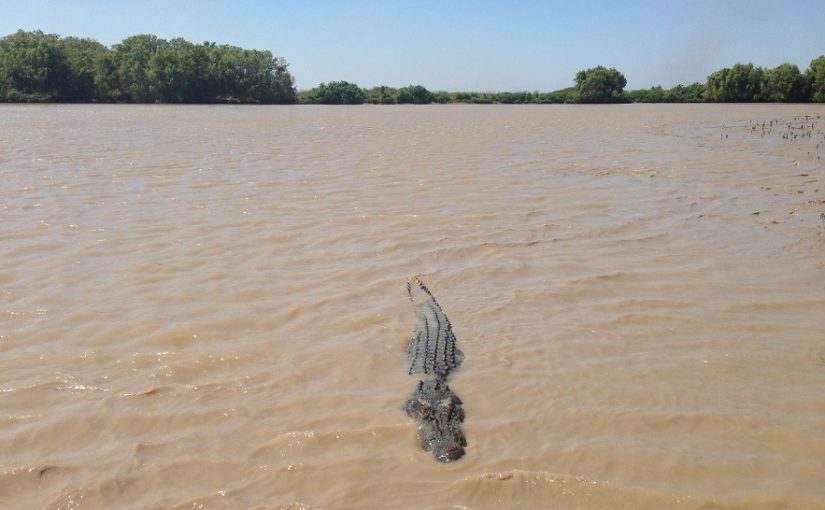 Crocodile.f.lusa_