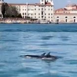 Dolphins.v.vc_