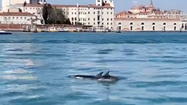 Dolphins.v.vc_