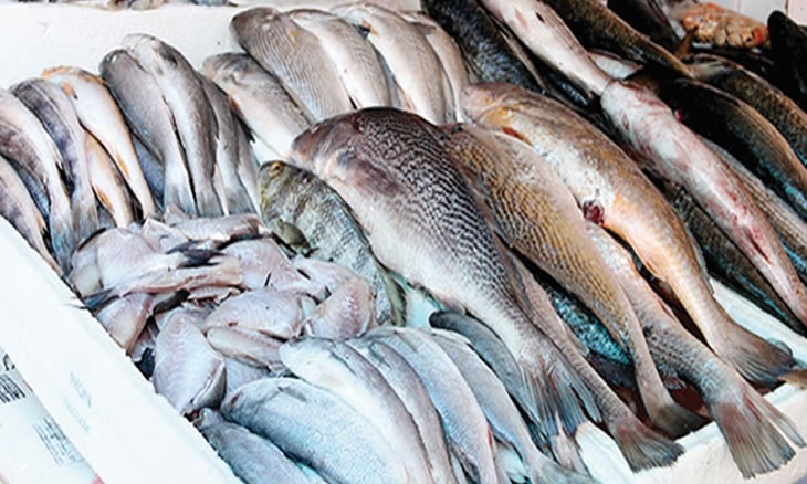 Fish.op_.op_