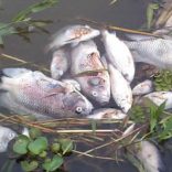 Fishrm.rm_