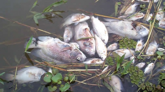 Fishrm.rm_
