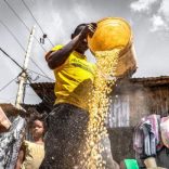 Maize.af_.afp_