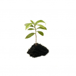 Seedlings