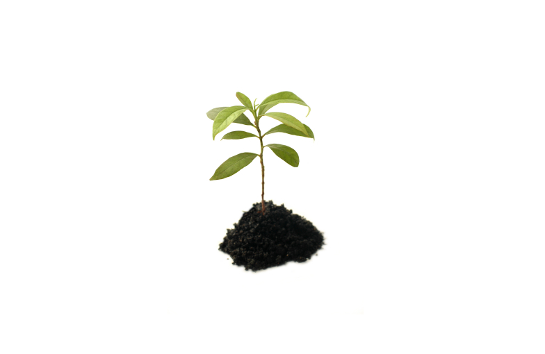 Seedlings