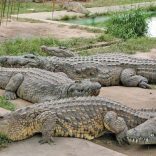 Crocodilesnhnot