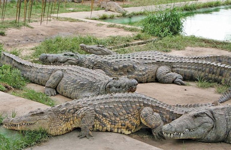 Crocodilesnhnot