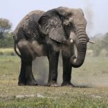 Elephant.b
