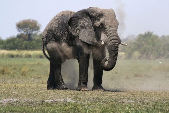 Elephant.b