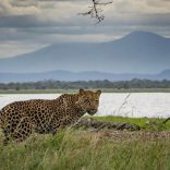 Gorongosa.l5