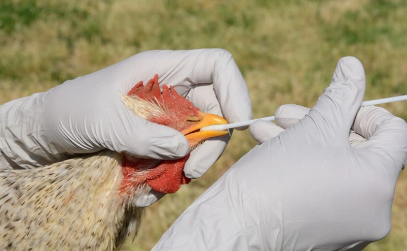 Poultry5f