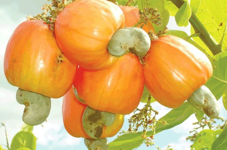 CASHEW.PIC_.NOT_
