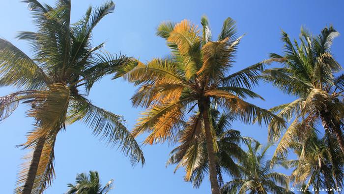 Mhoje_coconut_photo_jpg